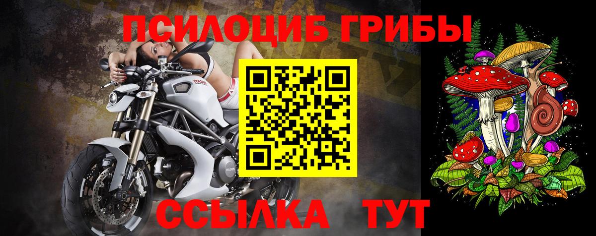 Галлюциногенные грибы Psilocybe Городец